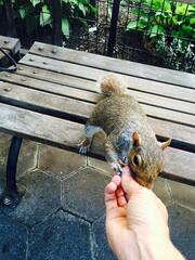 Sciurus carolinensis