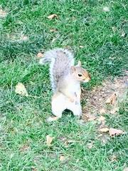 Sciurus carolinensis