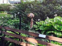 Sciurus carolinensis