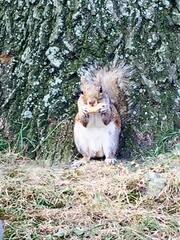 Sciurus carolinensis