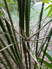 Bambusa pachinensis
