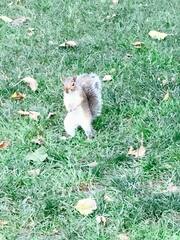 Sciurus carolinensis