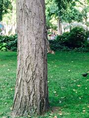 Sciurus carolinensis