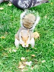 Sciurus carolinensis