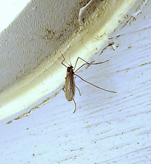 Trichocera