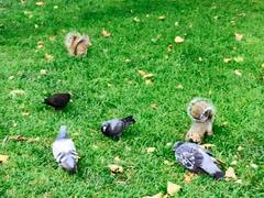 Sciurus carolinensis