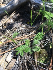 Potentilla crinita