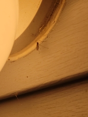 Trichocera