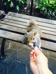 Sciurus carolinensis