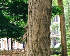 Sciurus carolinensis