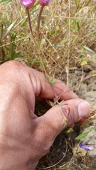 Clarkia cylindrica