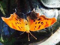 Polygonia interrogationis