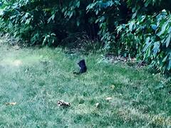 Sciurus carolinensis