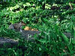 Sciurus carolinensis