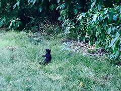 Sciurus carolinensis