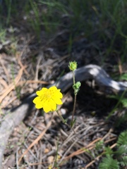 Potentilla crinita