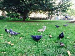 Columba livia domestica