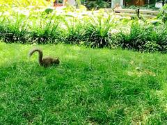 Sciurus carolinensis