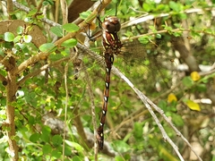 Austroaeschna pulchra