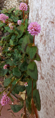Persicaria capitata