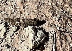 Trimerotropis pallidipennis