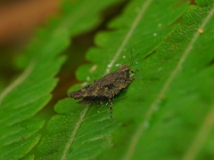 Tetrix tenuicornis