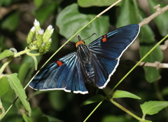 Phocides lilea