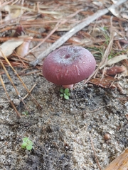 Russula mariae
