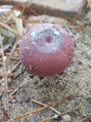 Russula mariae