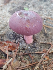 Russula mariae