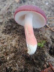 Russula mariae