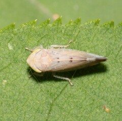 Synophropsis lauri