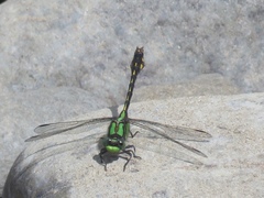Ophiogomphus