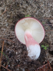 Russula mariae