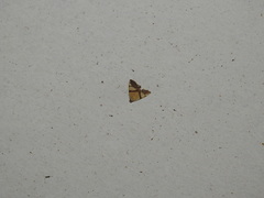 Eulepidotis julianata