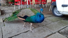 Pavo cristatus