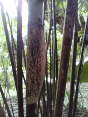 Bambusa pachinensis