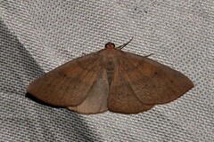 Eurychoria gerasphora