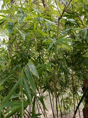 Bambusa pachinensis