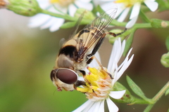 Palpada pusilla