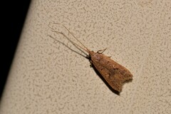 Lecithocera imprudens