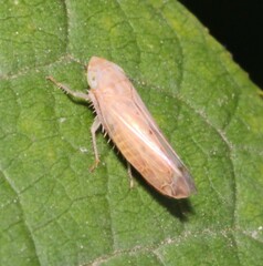 Synophropsis lauri