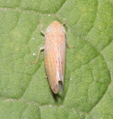 Synophropsis lauri