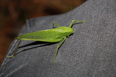 Amblycorypha
