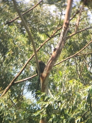 Semnopithecus johnii