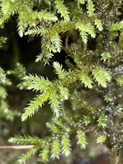 Eurhynchium striatum