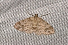 Myrioblephara desumpta