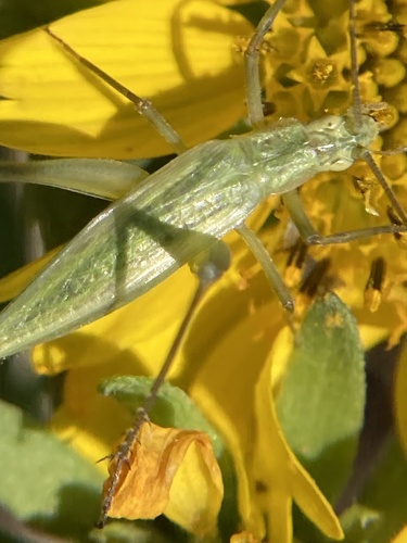 Fast-calling tree cricket photo 3