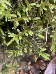 Eurhynchium striatum