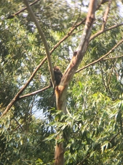 Semnopithecus johnii